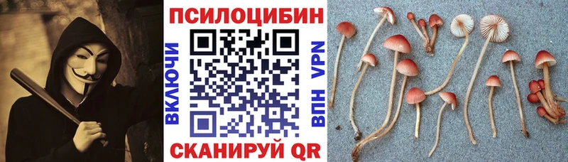 Псилоцибиновые грибы Psilocybe Кольчугино